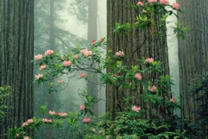 redwood, Sequoia, National, Park 1680×1050
