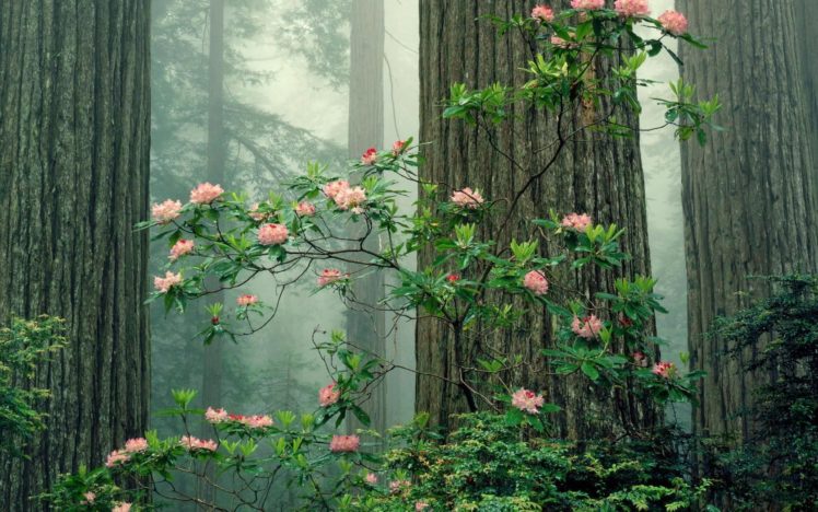redwood, Sequoia, National, Park 1680×1050