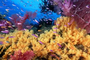 recife de corais, 1976, 1280×1024, 1681×1200