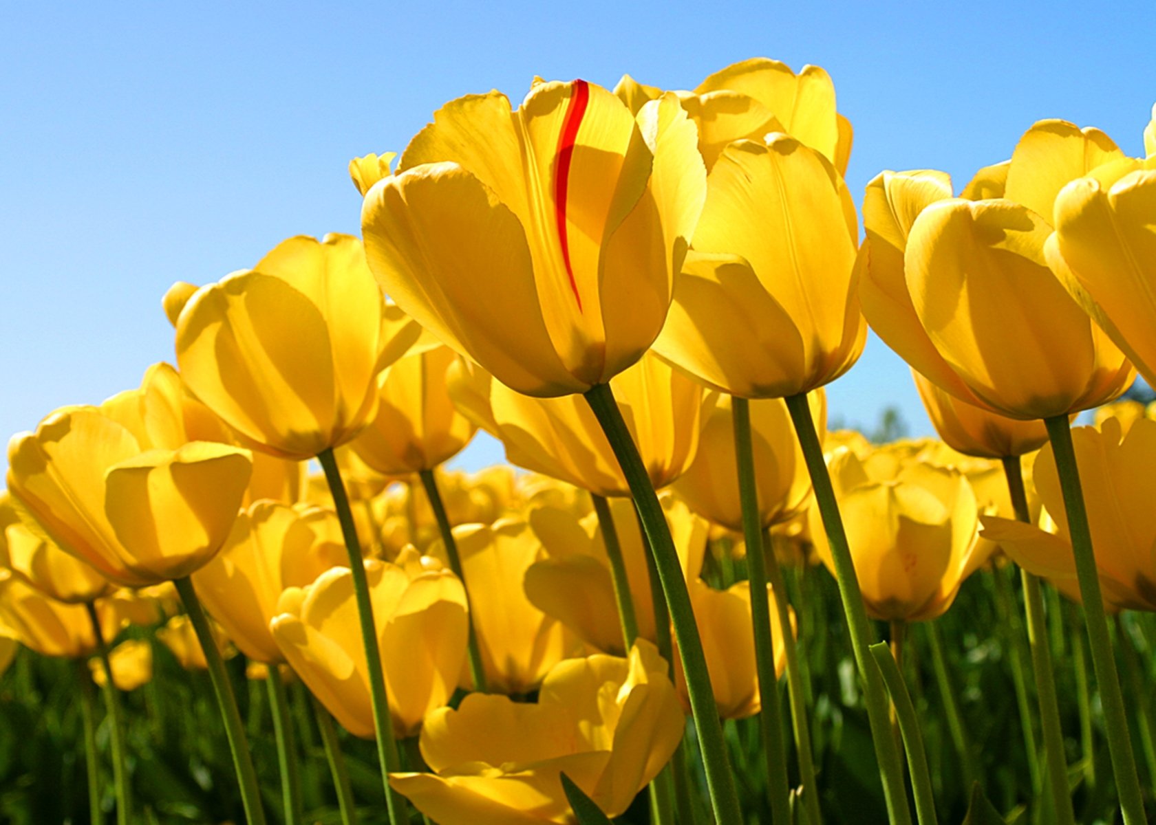 tulips, 1680x1200 Wallpaper