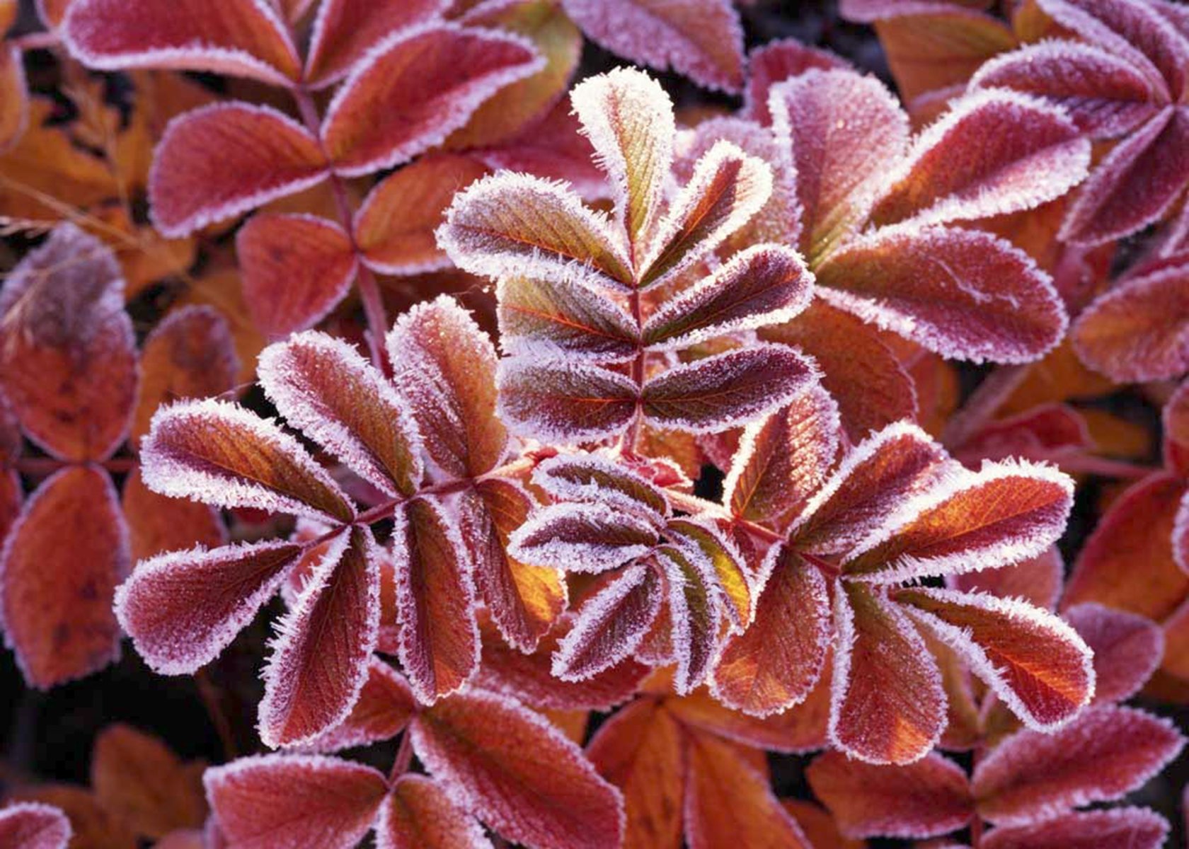 winter, Leaves, 1680x1200 Wallpaper