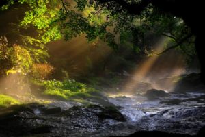 lanscapes, Trees, Forest, Water, Rapids, Sunlight, Beam, Ray