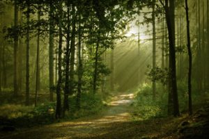 landscapes, Forest, Path, Sunlight, Filtered, Beam, Ray