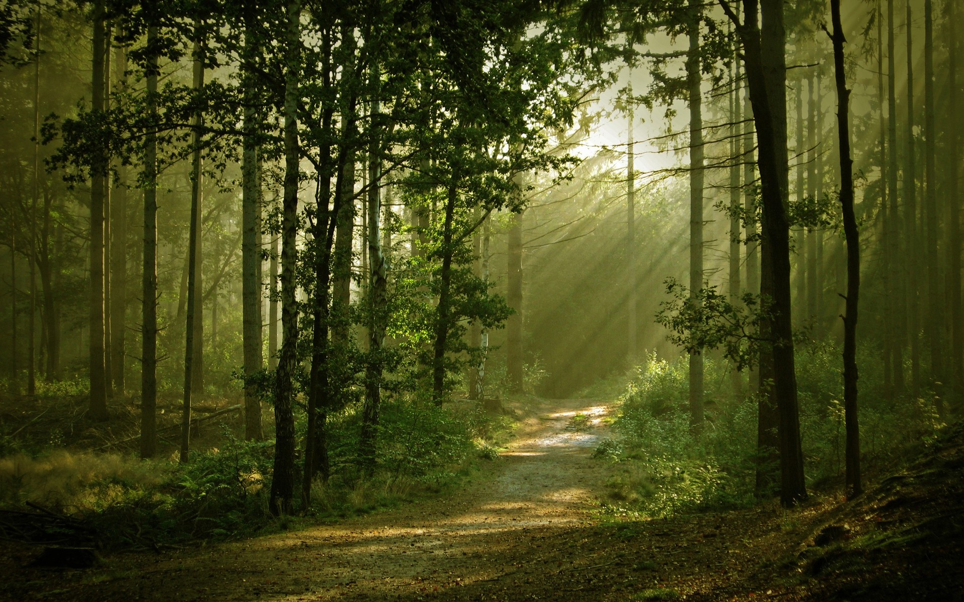 landscapes, Forest, Path, Sunlight, Filtered, Beam, Ray Wallpaper