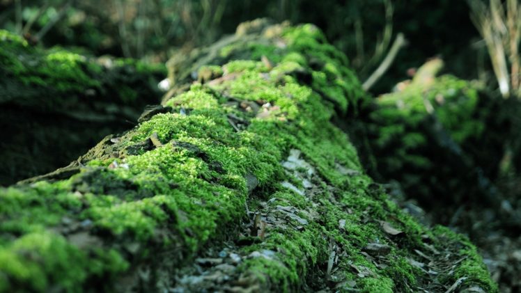 landscapes, Moss, Forest HD Wallpaper Desktop Background