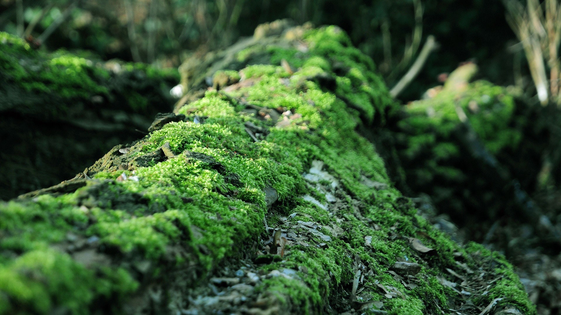 landscapes, Moss, Forest Wallpaper