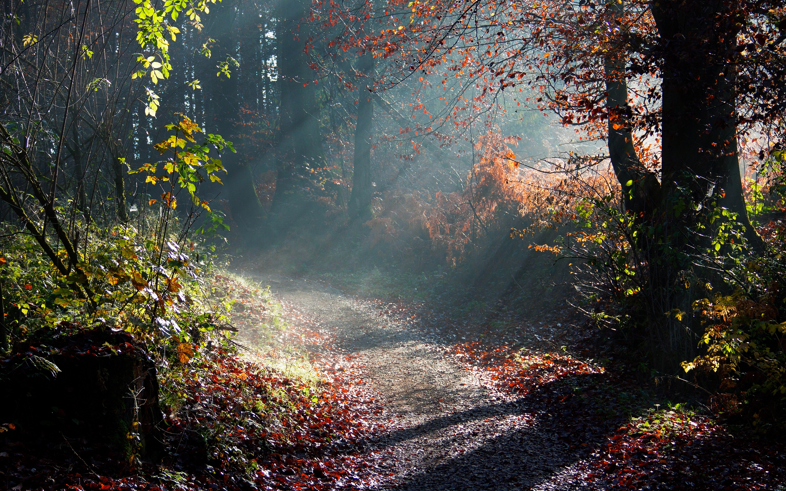 forest, Sunny, Way Wallpaper