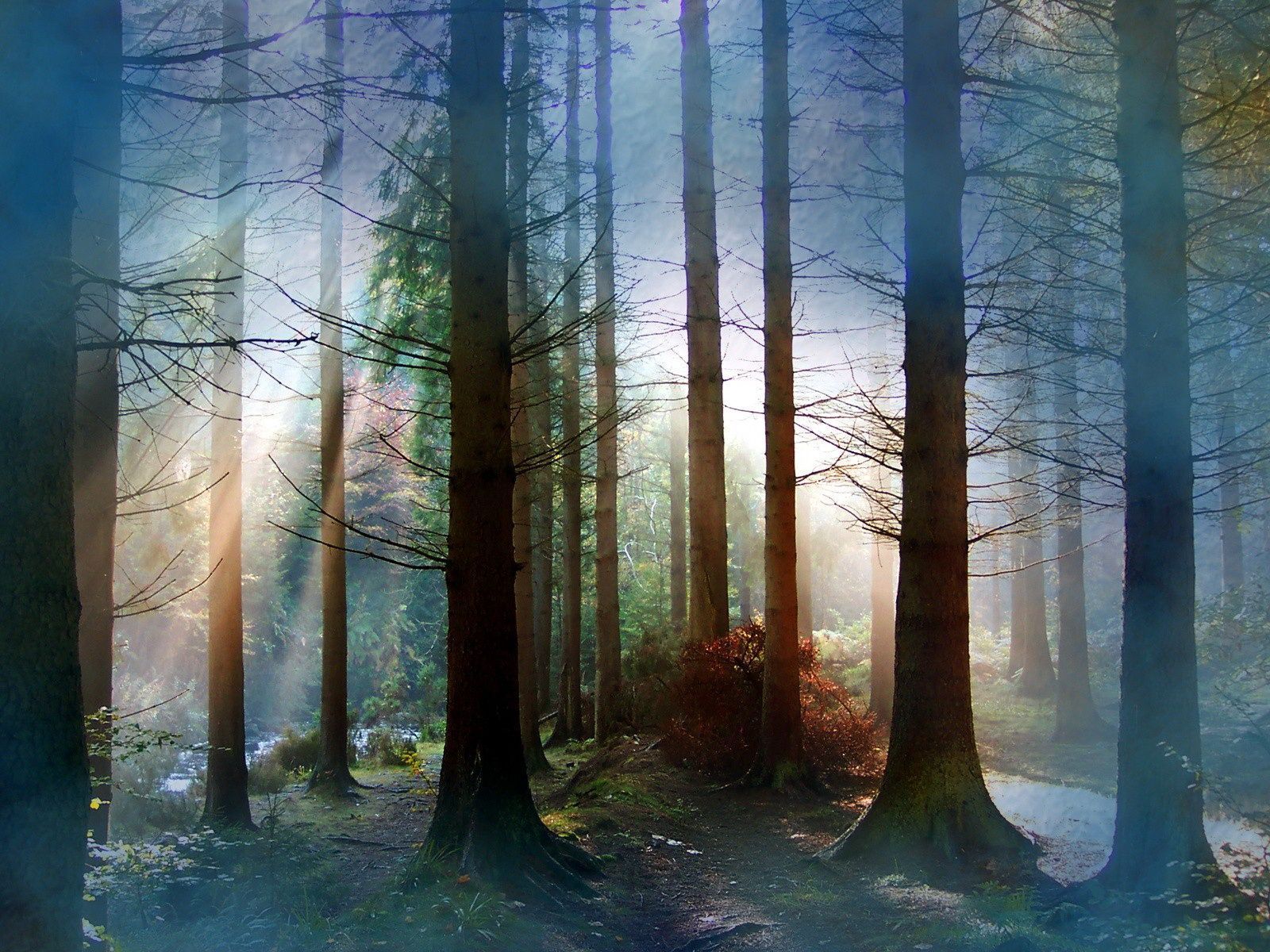 landscapes, Forest, Fog, Sunlight Wallpaper