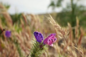green, Nature, Flowers, Purple, Fields, Wheat, Plants, Macro, French, Morocco, Pentax, Maroc, Wild, Tangier, Tanger, Ear