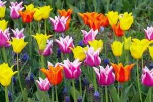 multicolor, Flowers, Tulips, Holland