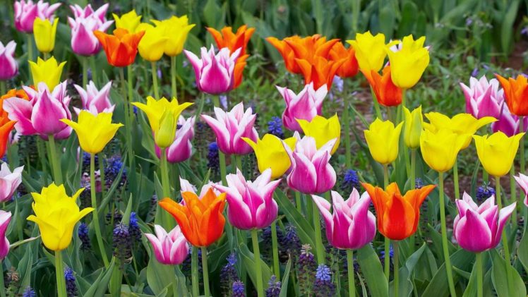 multicolor, Flowers, Tulips, Holland HD Wallpaper Desktop Background