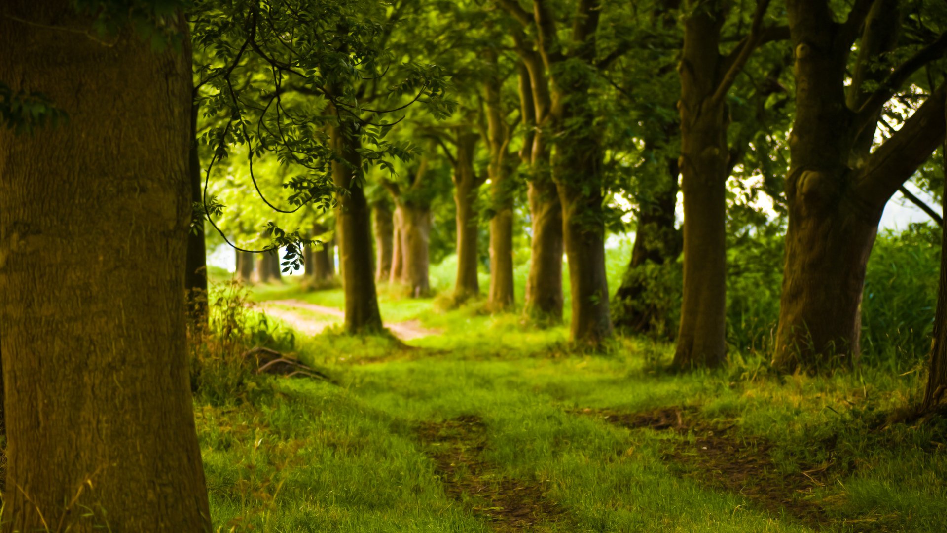 trees, Forests, Paths Wallpaper