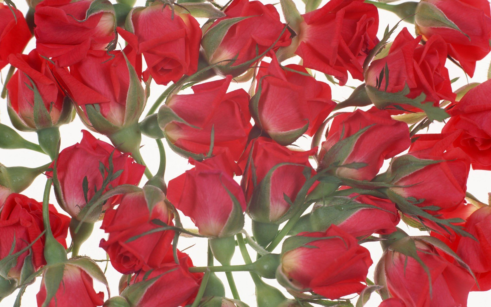 flowers Wallpaper