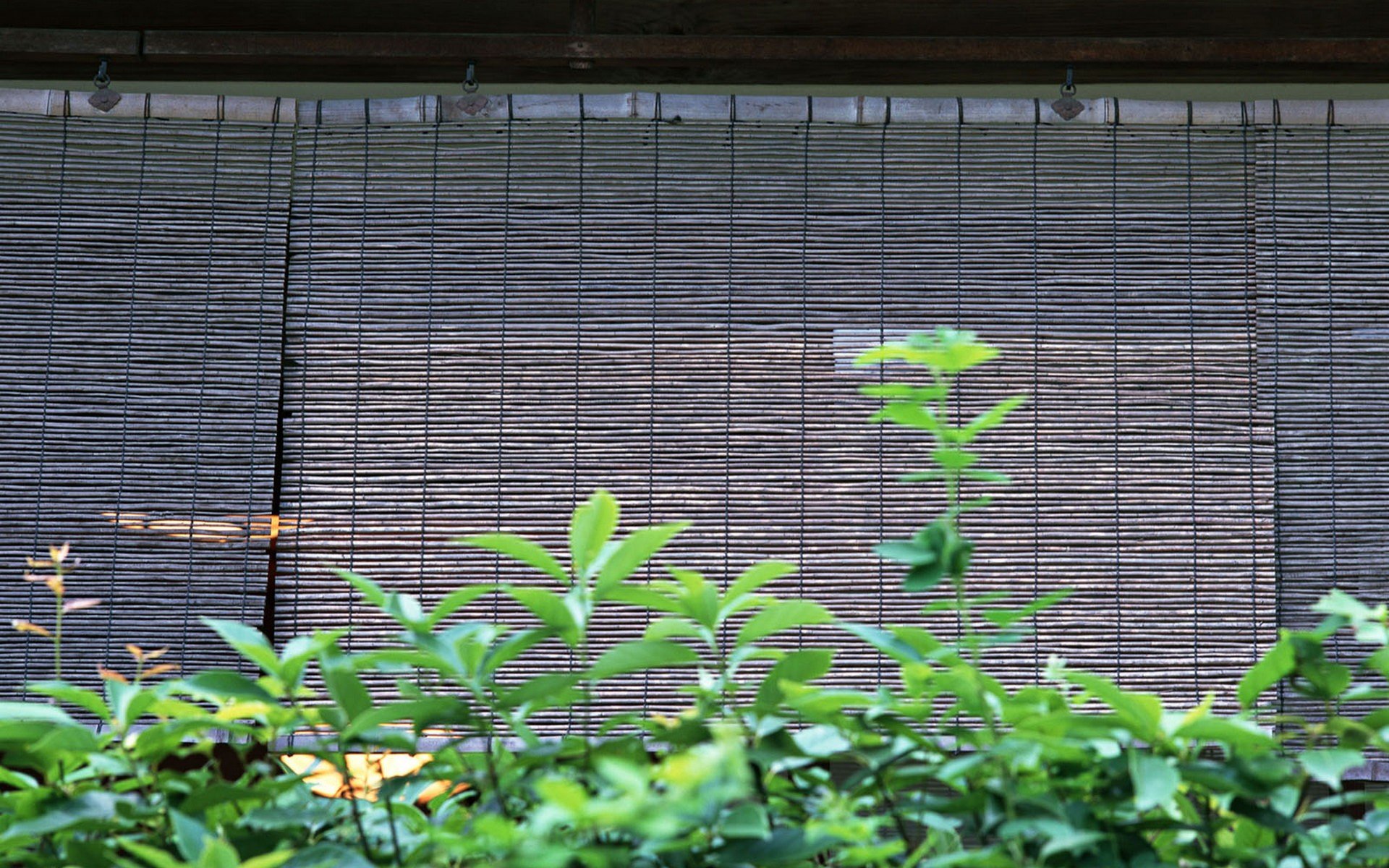 japan, Nature, Leaves Wallpaper
