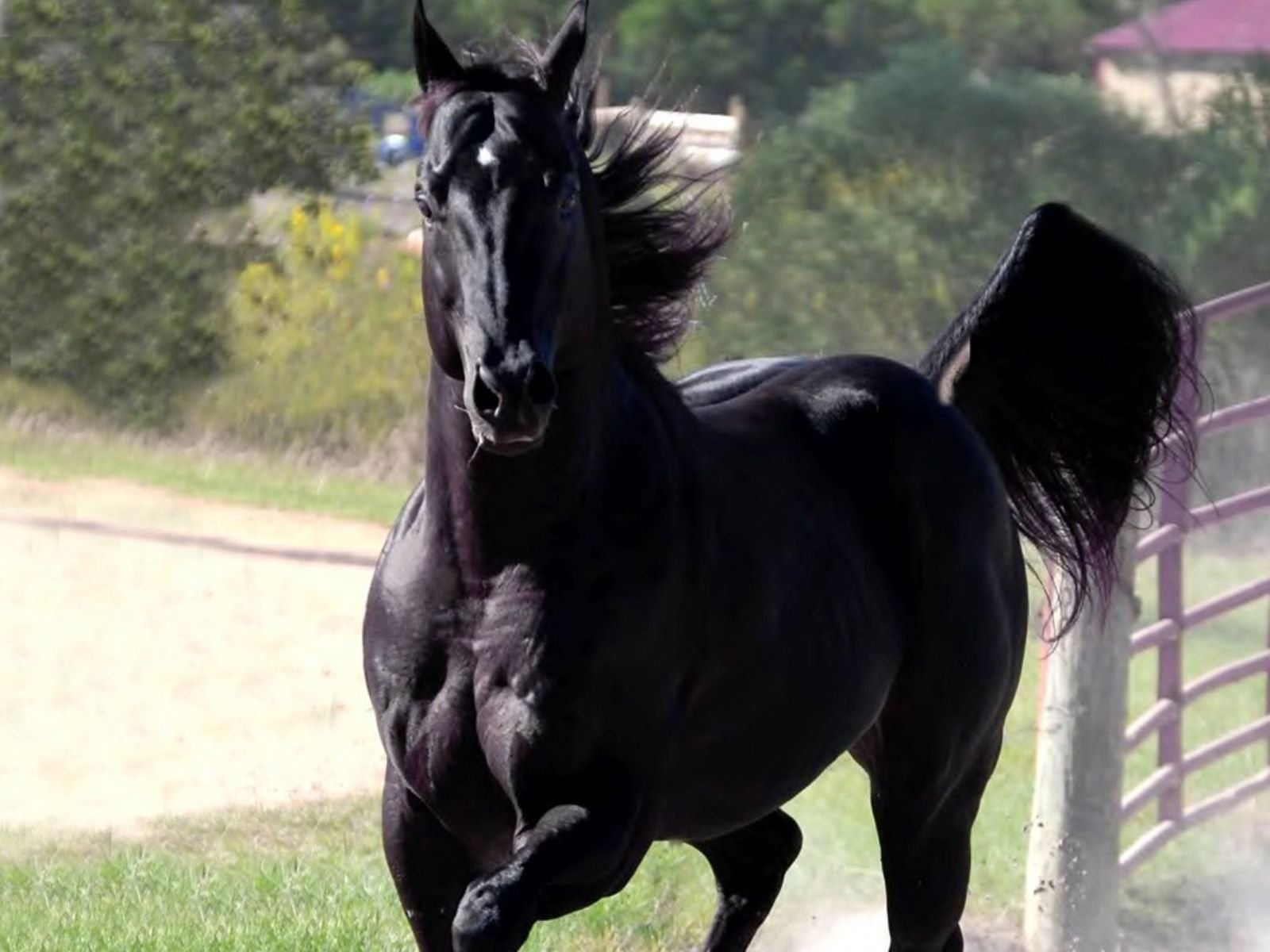 horses Wallpaper