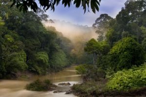 nature, Dawn, Jungle, Forests, Malaysia, Rivers