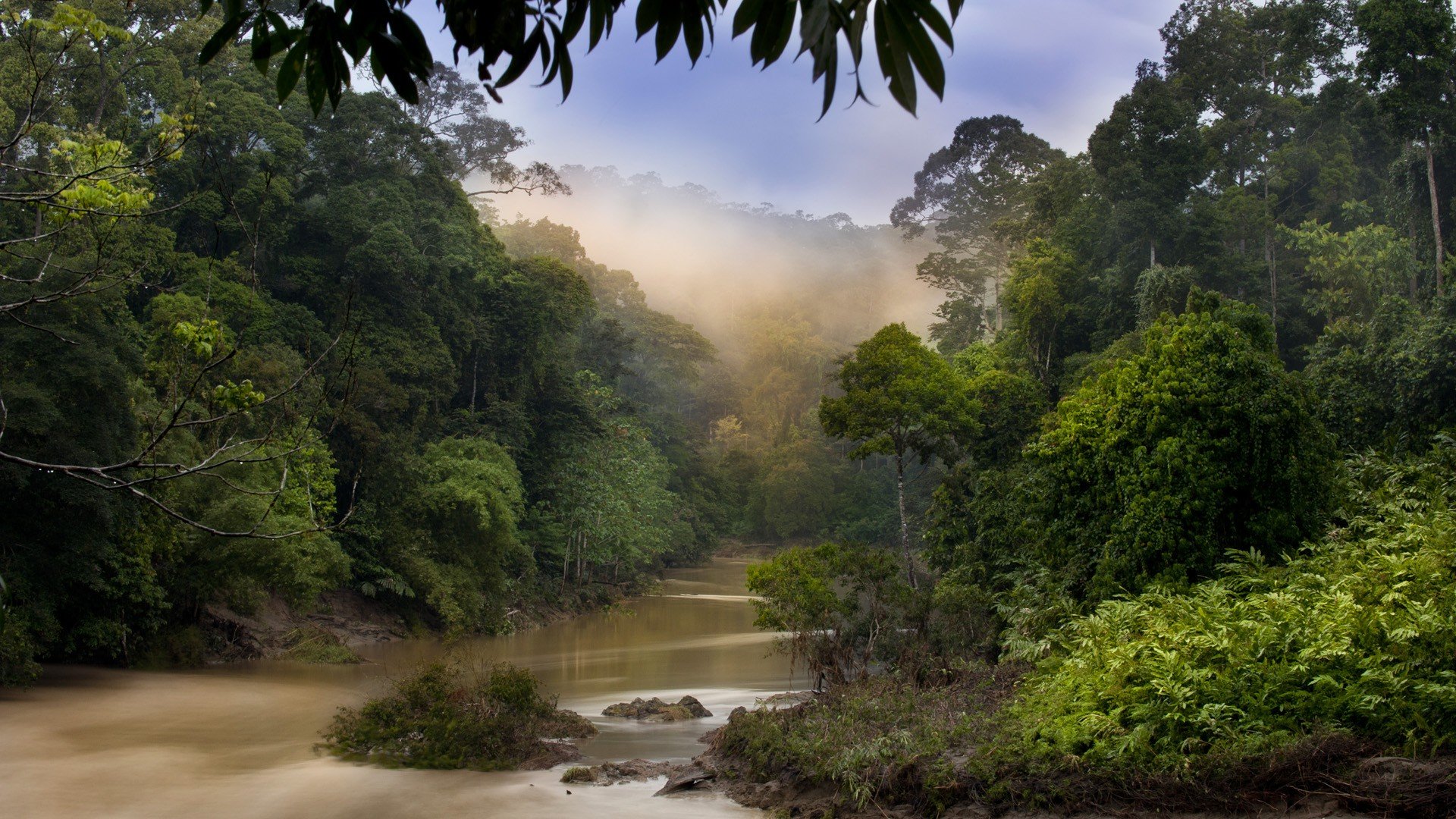 nature, Dawn, Jungle, Forests, Malaysia, Rivers Wallpapers HD / Desktop and  Mobile Backgrounds