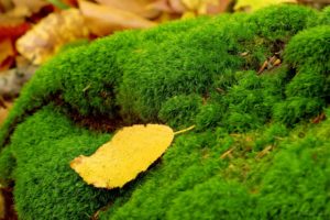 leaves, Moss, Fallen, Leaves