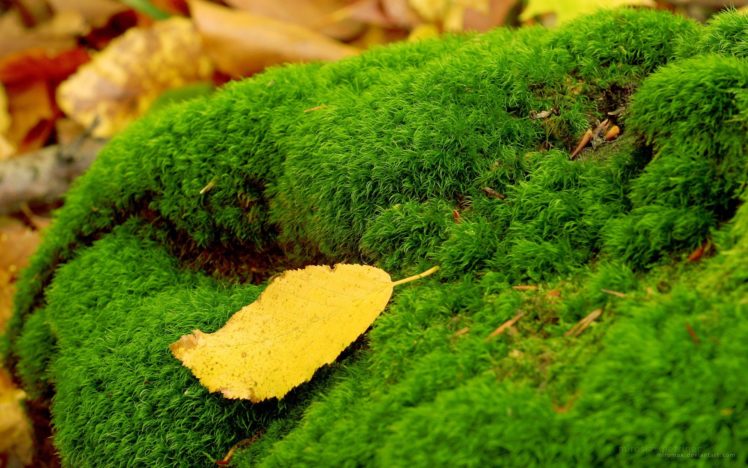 leaves, Moss, Fallen, Leaves HD Wallpaper Desktop Background