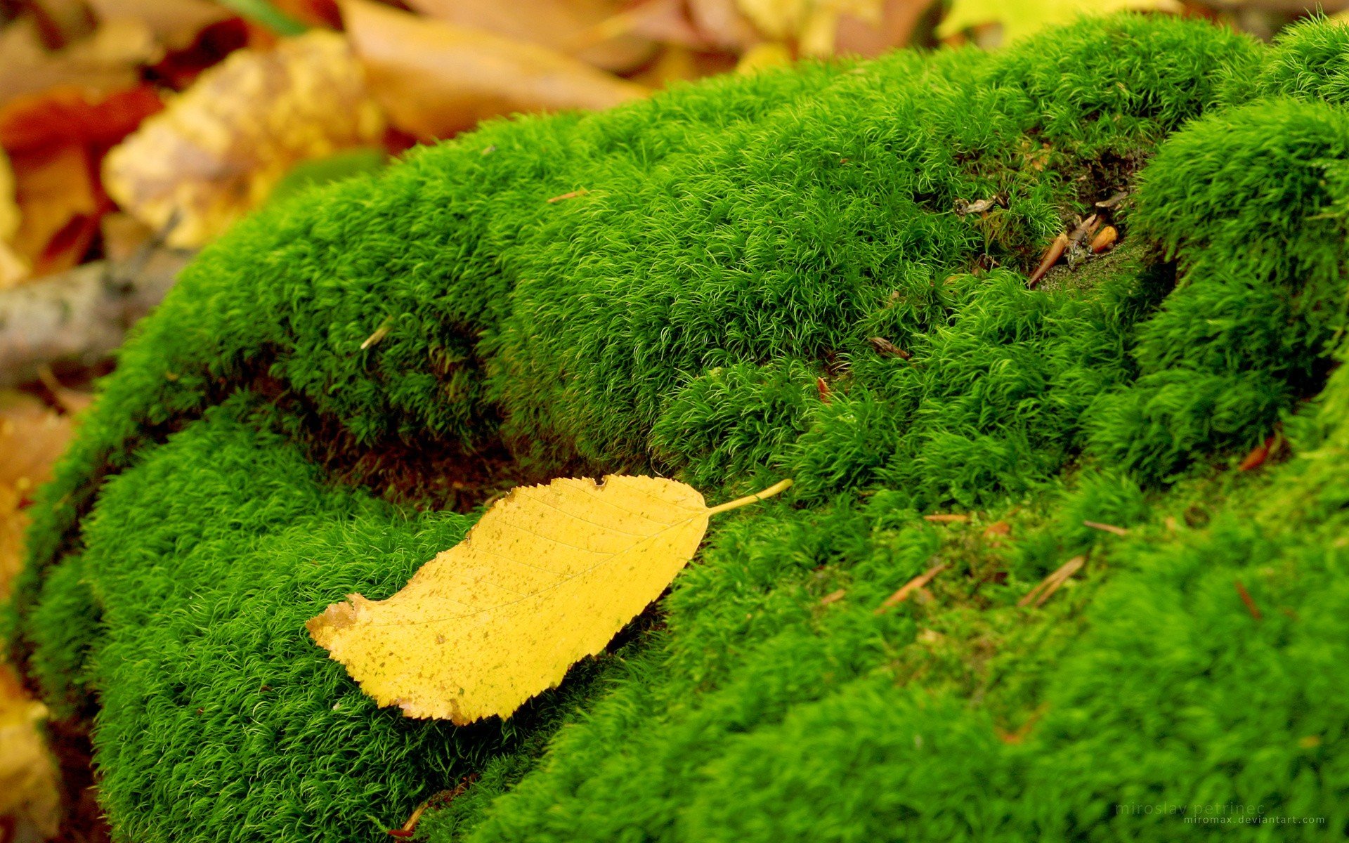 leaves, Moss, Fallen, Leaves Wallpaper