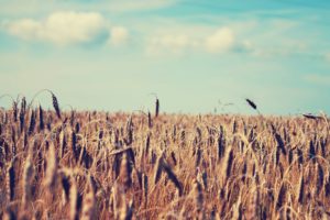 landscapes, Fields, Wheat