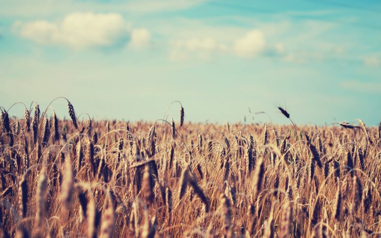 landscapes, Fields, Wheat HD Wallpaper Desktop Background