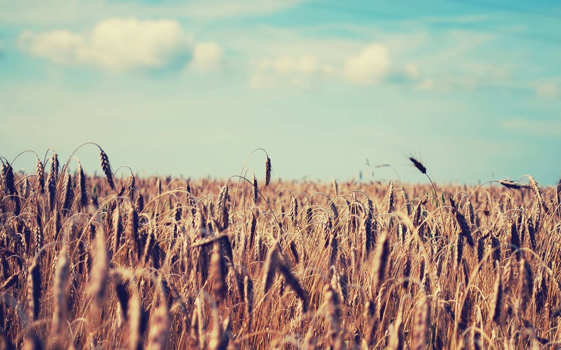 landscapes, Fields, Wheat Wallpaper
