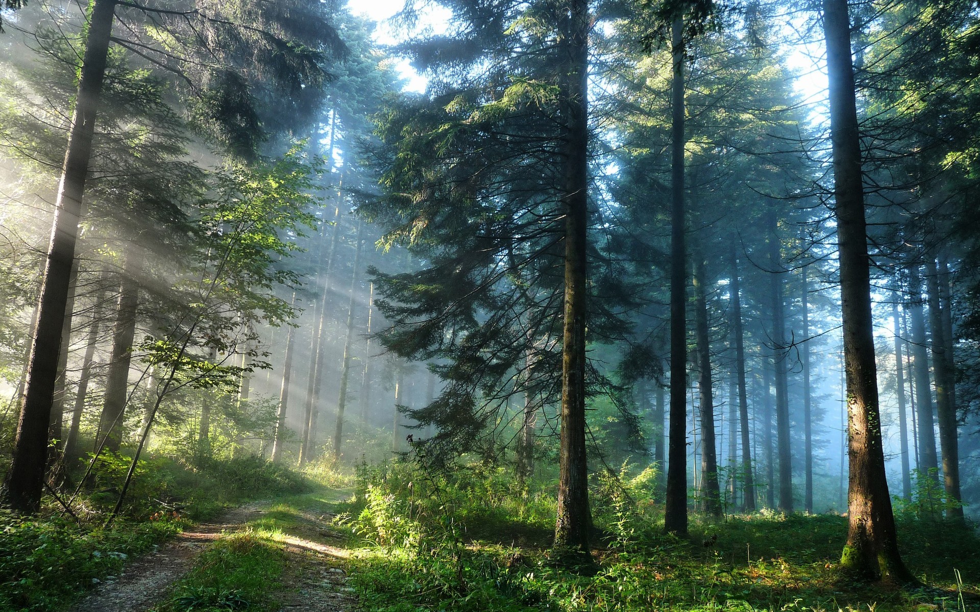 roads, Landscapes, Forest, Fog, Sunlight, Beam, Ray Wallpaper