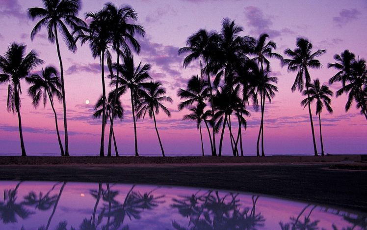 landscapes, Palm, Trees, Oahu HD Wallpaper Desktop Background