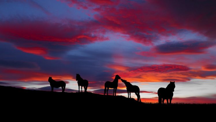landscapes, Horses, Icelandic HD Wallpaper Desktop Background