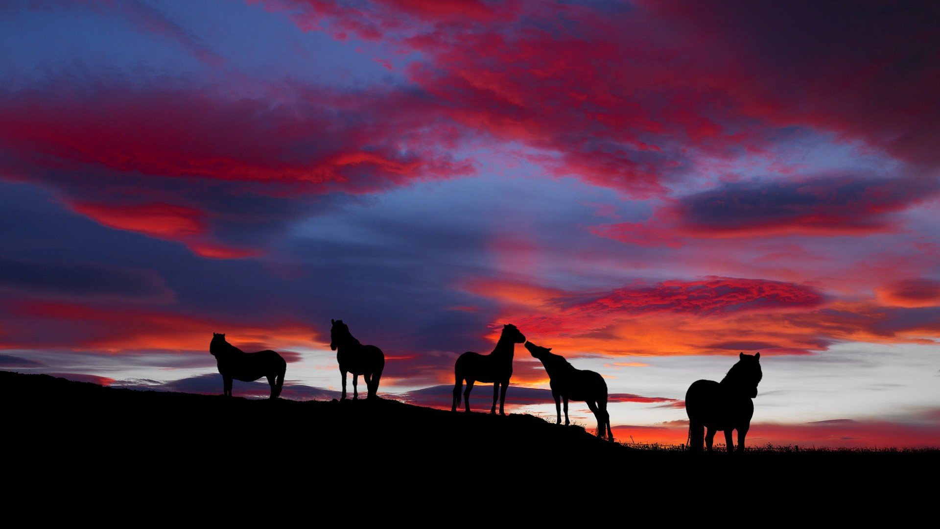 landscapes, Horses, Icelandic Wallpaper