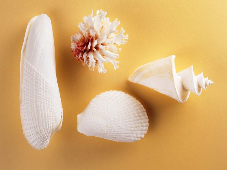 seashells HD Wallpaper Desktop Background