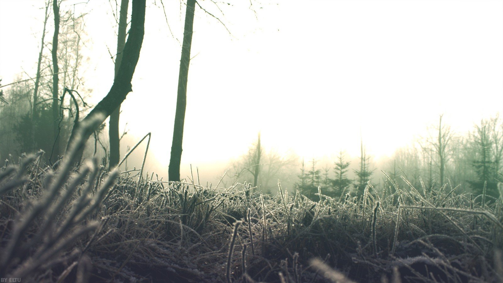 nature Wallpaper