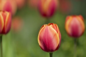 nature, Flowers, Tulips