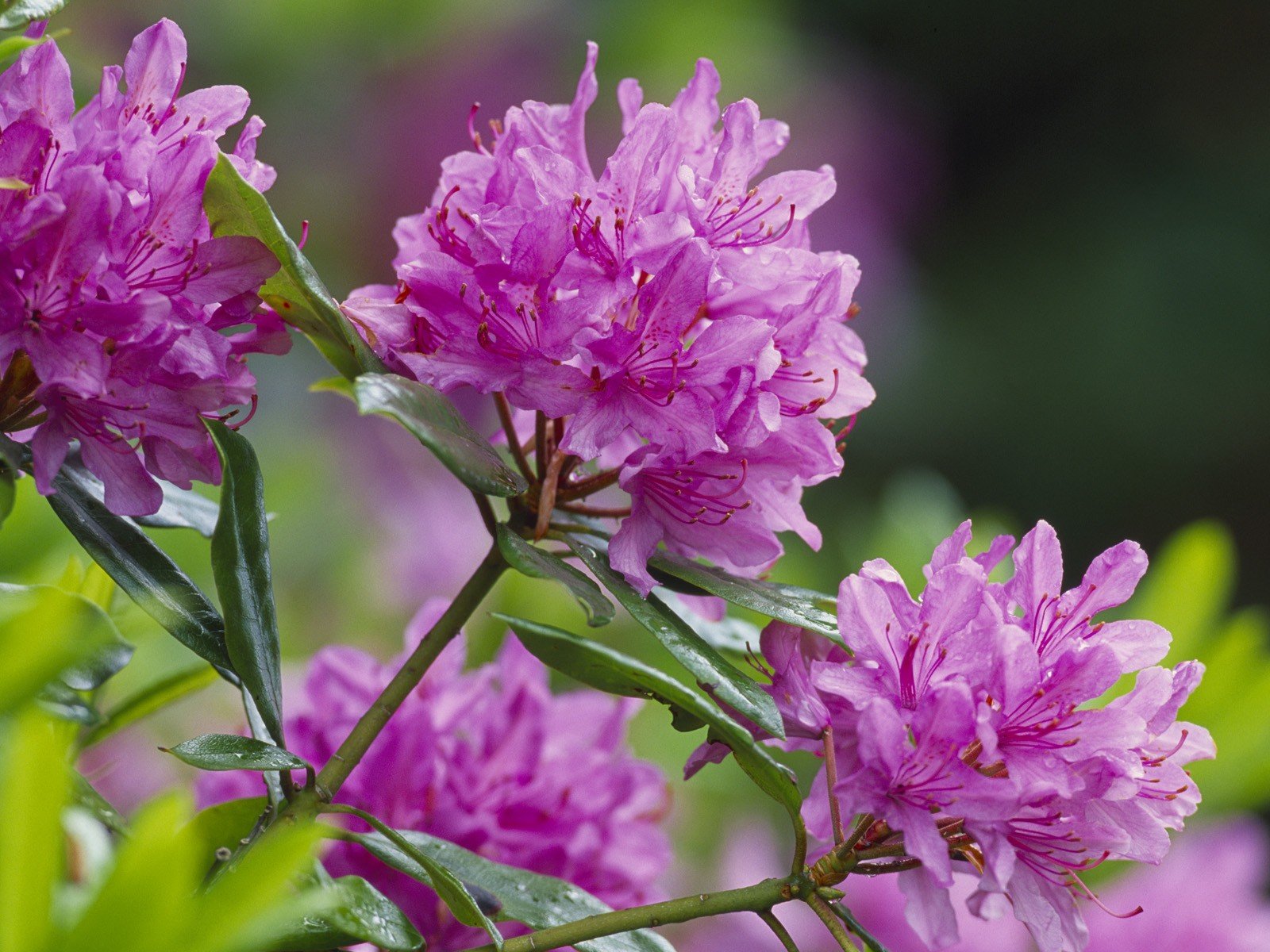 nature, Flowers, Scotland, Pink, Flowers Wallpaper