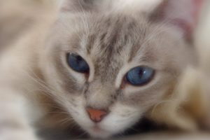 cats, Blue, Eyes, Animals
