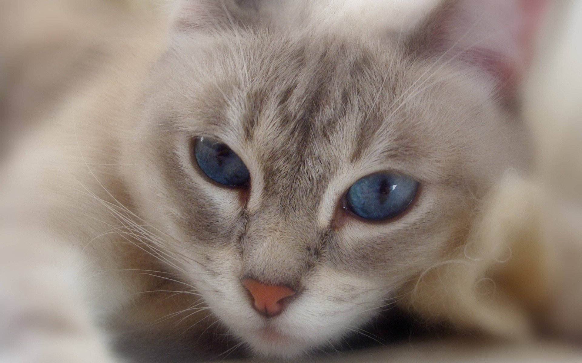 cats, Blue, Eyes, Animals Wallpaper