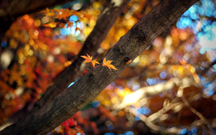 trees, Leaves, Branches HD Wallpaper Desktop Background