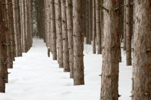 winter, Forests, Pine, Trees