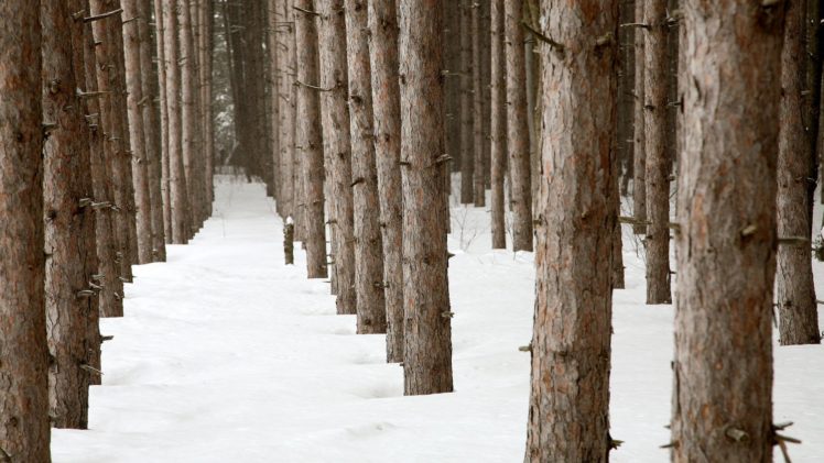winter, Forests, Pine, Trees HD Wallpaper Desktop Background