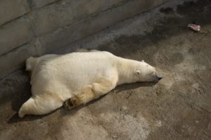 animals, Sleeping, Polar, Bears