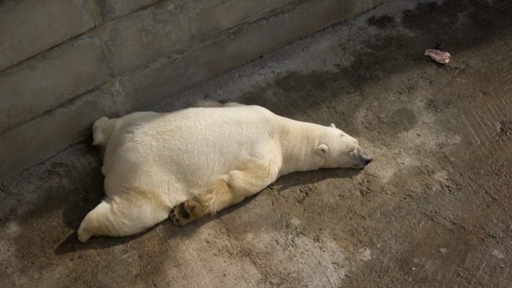 animals, Sleeping, Polar, Bears HD Wallpaper Desktop Background