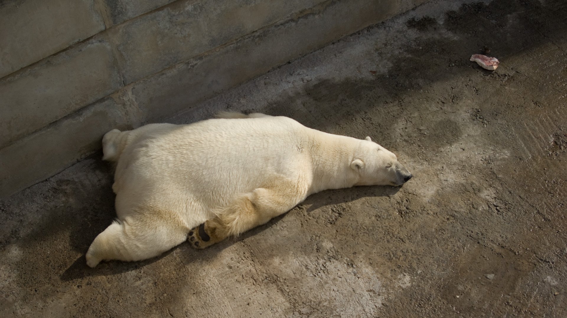 animals, Sleeping, Polar, Bears Wallpaper