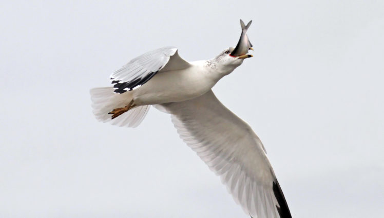 seagull, Hunting, Fishing HD Wallpaper Desktop Background