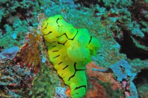 underwater, Nudibranchia