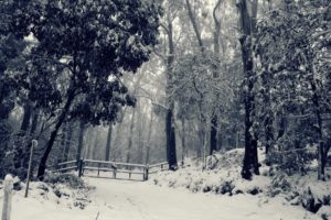 roads, Landscapes, Winter, Snow, Forest, Fence, Gates