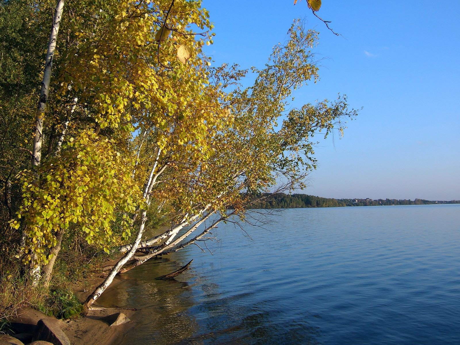 landscapes, Nature, Trees Wallpaper