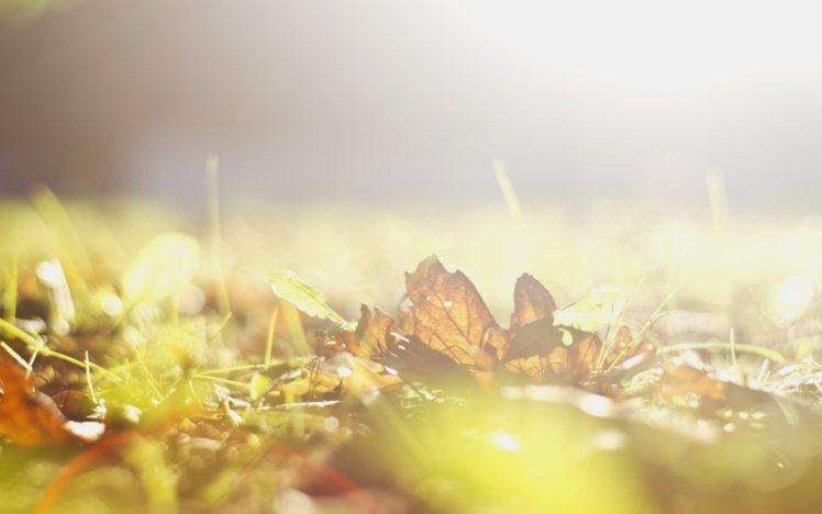nature, Autumn, Leaves, Bright HD Wallpaper Desktop Background