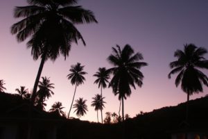 twilight, Palms