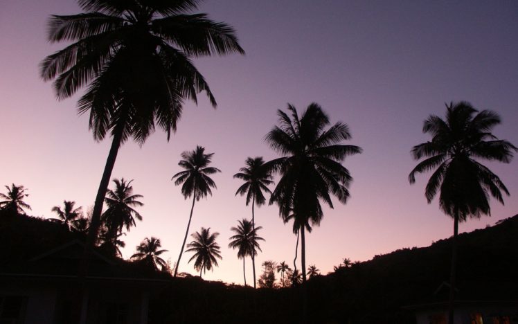 twilight, Palms HD Wallpaper Desktop Background